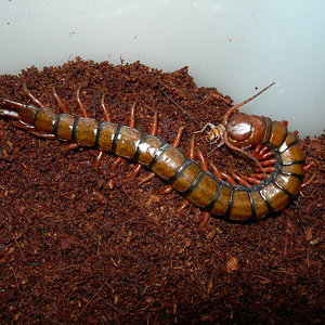 philippines comiendo.jpg