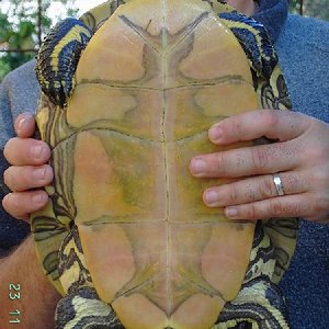 Scriptapta emolly 1.jpg