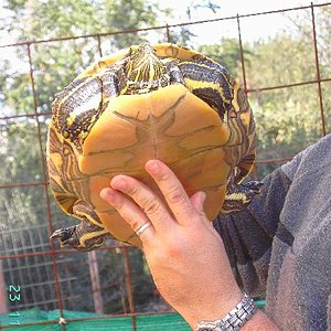 scripta emolly 2.jpg