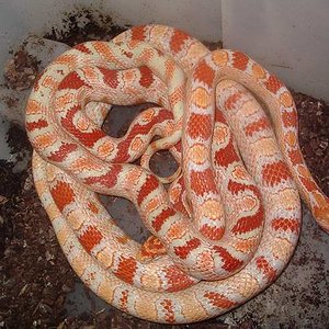 Candy cane x reverse okeetee 1.JPG