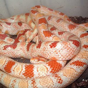 Candy cane x reverse okeetee 2.JPG