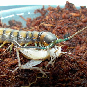 S. hawaii comiendo.jpg