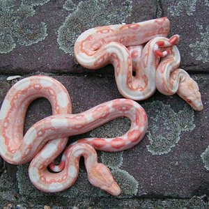 boa post 3 klein (Small).jpg