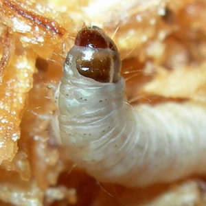 Galleria mellonella.jpg