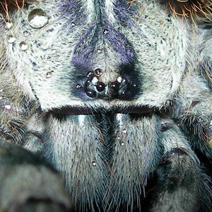 Poecilotheria regalis.jpg