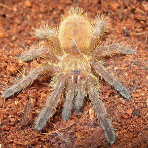 Spiderling Pterinochilus murinus.jpg
