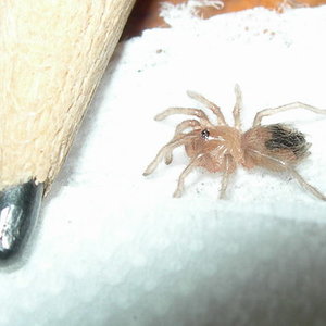 spiderling Acanthoscurria geniculata.jpg