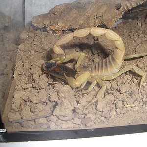 Hadrurus1.JPG