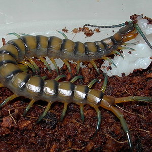 Marchando una de pechuga!!.jpg