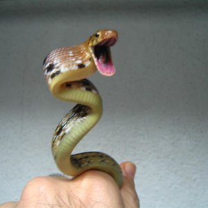 Radiata en guardia 015 (Medium).jpg