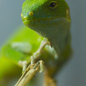 Iguana de las Fidji 01.jpg