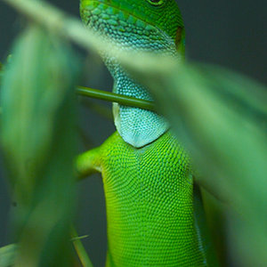 Iguana de las Fidji 02.jpg