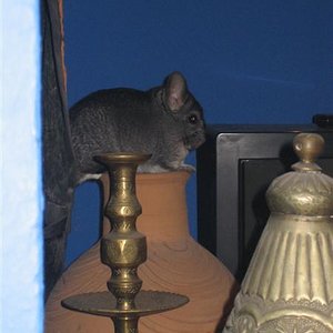 Imagen 001 (Medium).jpg