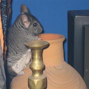 Imagen 002 (Medium).jpg