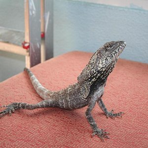 clami reducido 2.JPG