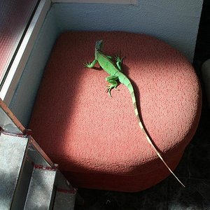 iguana reducida cremisima.JPG