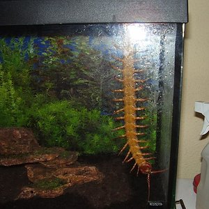 colgada del techo.JPG