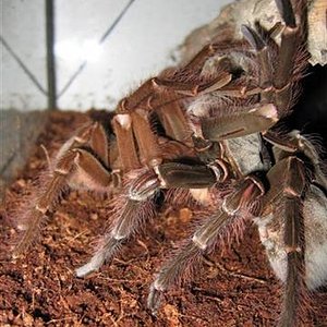 Copula Goliat (Small).JPG