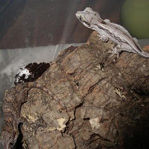 AURICULATUS 002 (Large) (Small).jpg