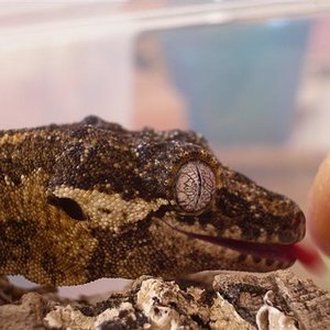 AURICULATUS 045 (Small).jpg