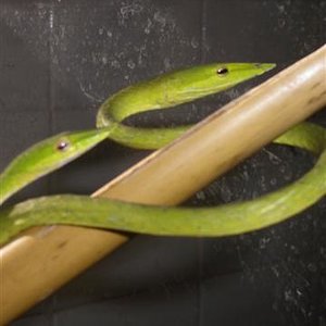 ahaetulla 051 (Small).jpg