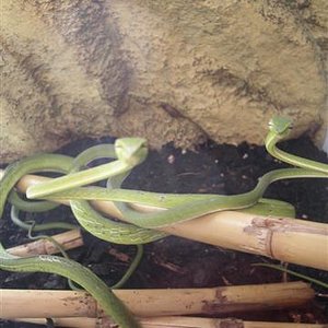 ahaetulla 055 (Small).jpg