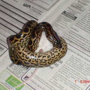 Notaeus Comiendo Ch.jpg