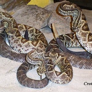 Crotalus d[1]. cumanensis Ed-Gf83 04.jpg