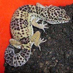 Naoki Recuperandose..JPG