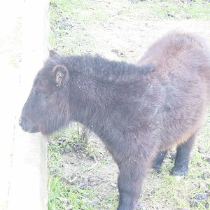 evert de la pradera.jpg