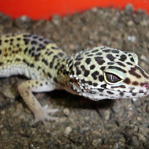 Naoki1 - 05-01-07.JPG