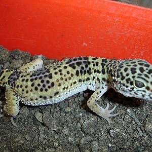 Naoki2 - 05-01-07 ..JPG