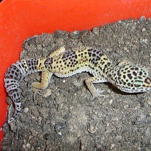 Naoki3 - 05-01-07 ...JPG