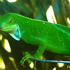 01 Foto recortada.gif