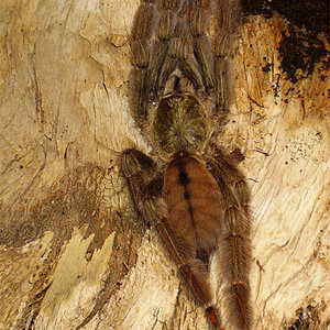 Psalmopoeus-cambridgei3.jpg