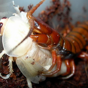 Sin escapatoria(640x480).jpg