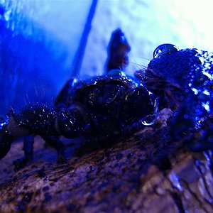 DSCF1513 (Custom)cort (Large).JPG