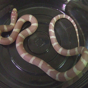 06-02-13albino-m-01-02.jpg