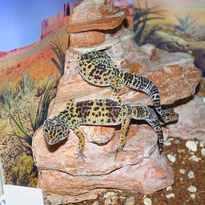 Mis Geckos2.jpg