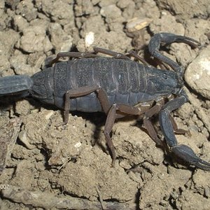 Centruroides3.jpg