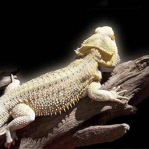 Pogona Vitticeps.jpg
