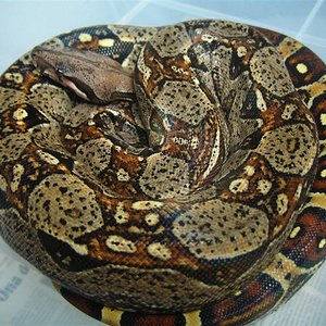 cola ocelada (Medium).jpg