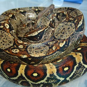 cola ocelada 2 (Medium).jpg