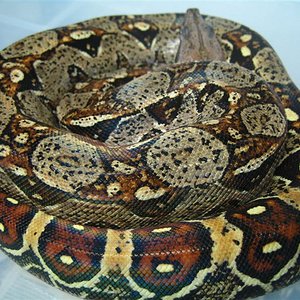 cola ocelada 3 (Medium).jpg