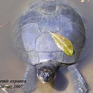 Podocnemis expansa Ed-Gf83.jpg