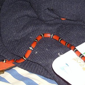 lampropeltis triangulum sinaloae (Medium).JPG