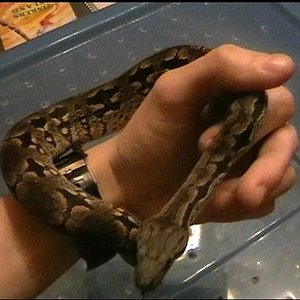 acrantophis 1.JPG