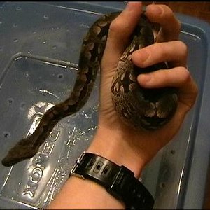 acrantophis 2.JPG