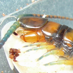 Scolopendra alternans.jpg