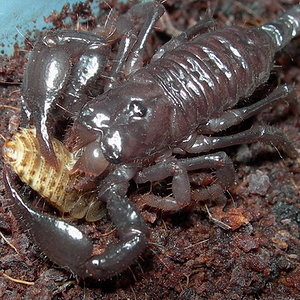 Pandinus imperator.jpg